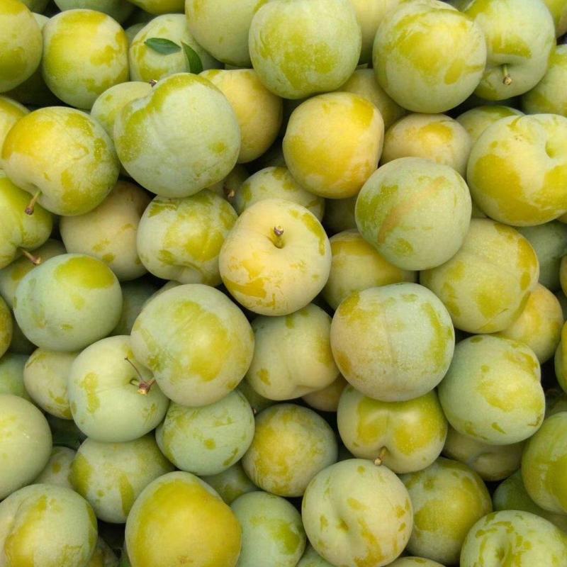 水晶李,李子五六月产地直销品质保证!量大优惠!