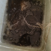 鲫鱼