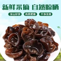 《精选》黑龙江优质木耳一手货源量大从优欢迎选购可视频