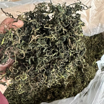 蒲公英茶花茶批发跑江湖地摊货源一手批发