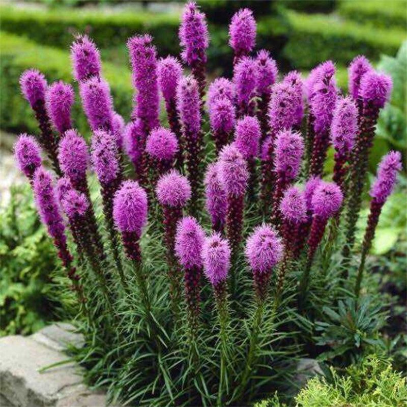 江苏苏州吴中区蛇鞭菊种子 80.00元/件蛇鞭