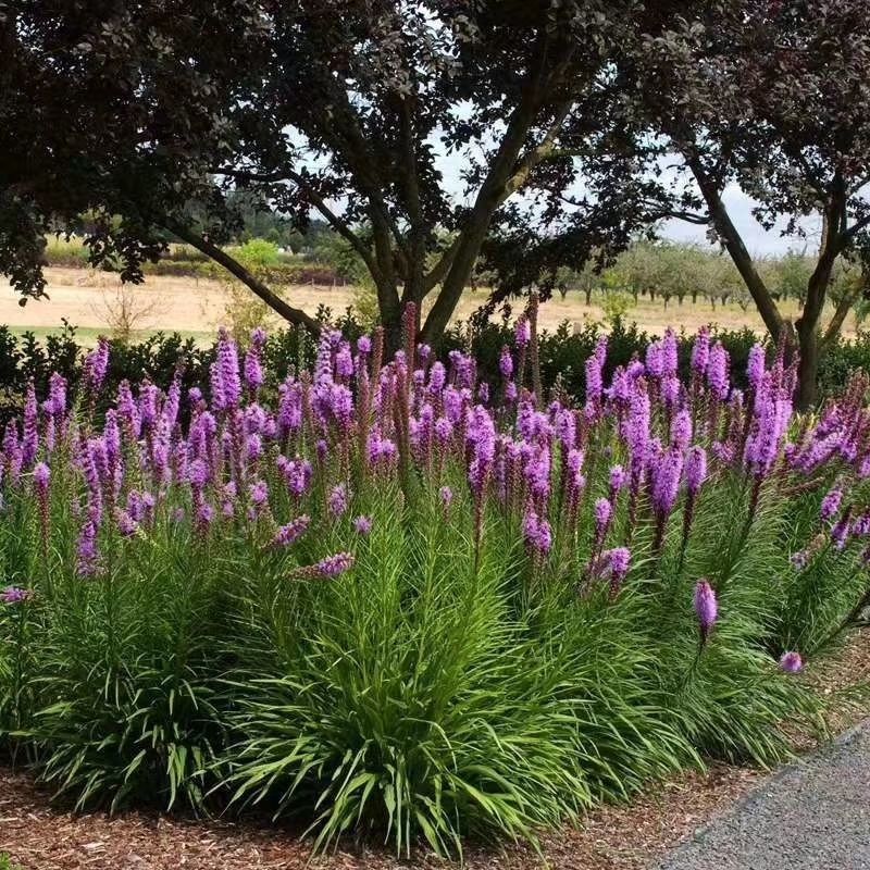 江苏苏州吴中区蛇鞭菊种子 80.00元/件蛇鞭