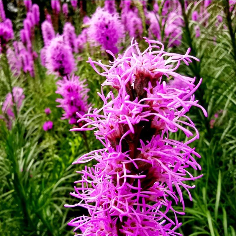 江苏苏州吴中区蛇鞭菊种子 80.00元/件蛇鞭