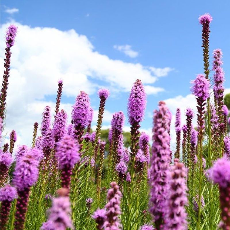 江苏苏州吴中区蛇鞭菊种子 80.00元/件蛇鞭