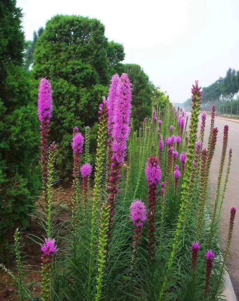 江苏苏州吴中区蛇鞭菊种子 80.00元/件蛇鞭