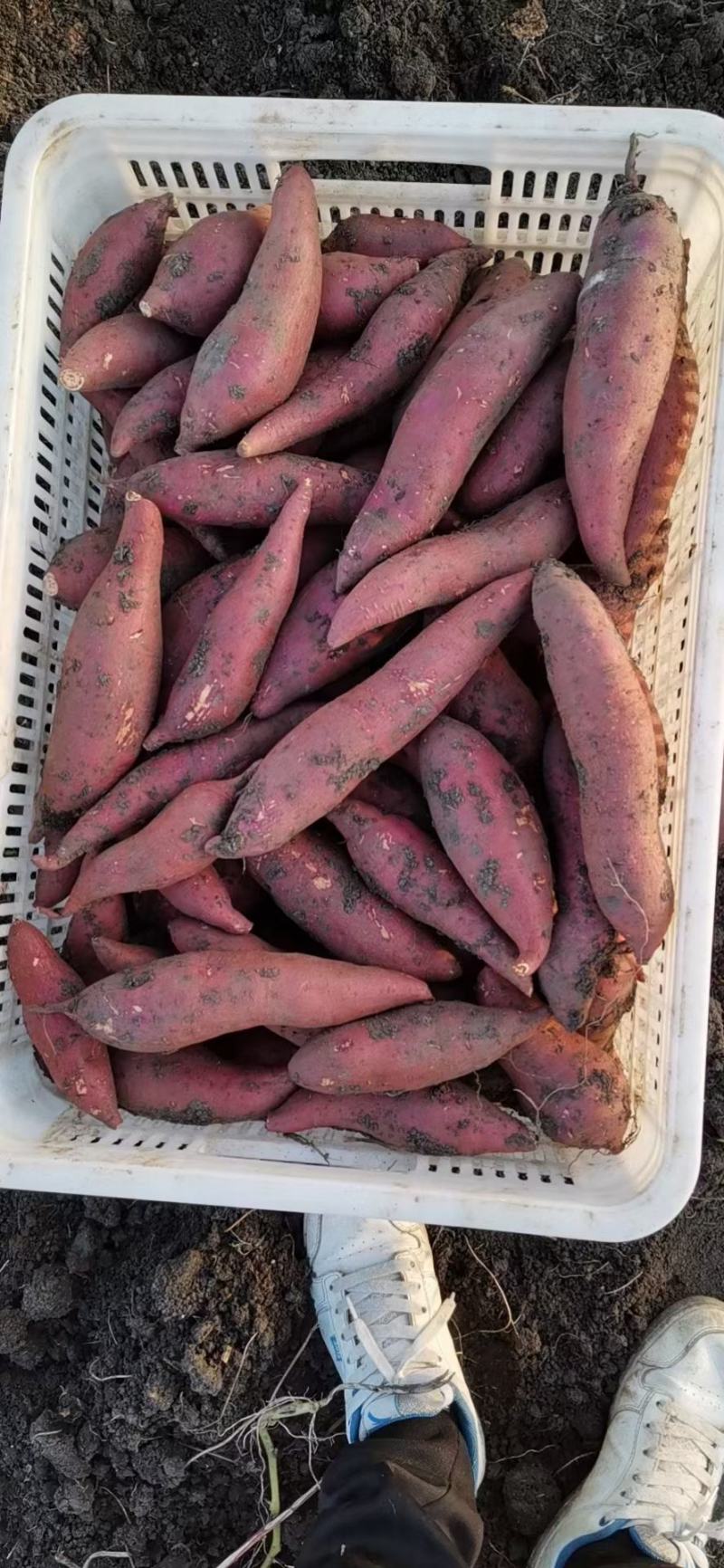 [西瓜红批发]河南驻马店西平县红薯 0.