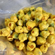 【金花茶叶】质量保证，品种纯正，假一赔十,大量有货