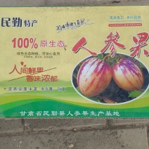 【牛商推荐】大漠人参果优选品质产地直发可视频看货