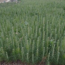 价格实惠，量大从优