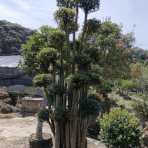 赤楠基地直发，一年四季常青