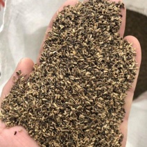 菊苣种子多年生菊苣牧草种子大叶菊苣牛羊牧草高产牧草四季