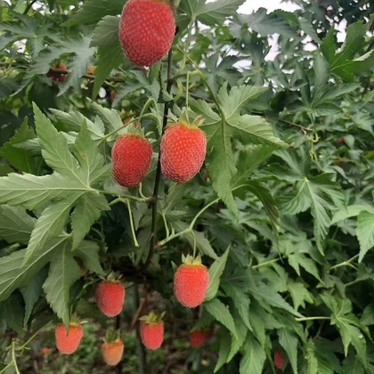 覆盆子价格行情