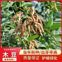 木豆种子观音豆柳豆豆蓉树豆树黄豆新采护坡灌木籽边