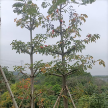 英雄树（本地木棉）基地直销规格齐全欢迎老板前来咨询