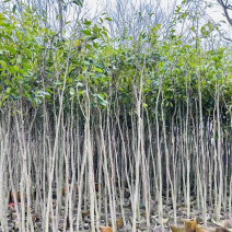 沉香树基地直销规格齐全欢迎老板来电咨询合作
