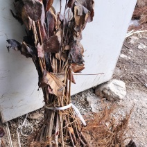 不老莓苗阳光不老莓适合大面积种植适应性广泛