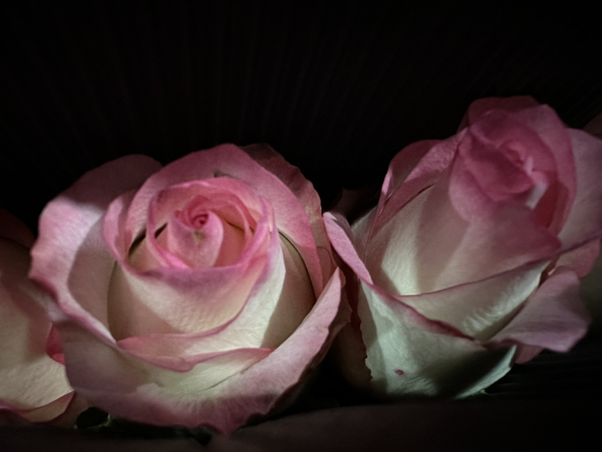 百合花朵特写