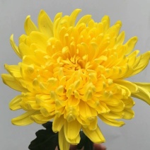 昆明菊花批发基地