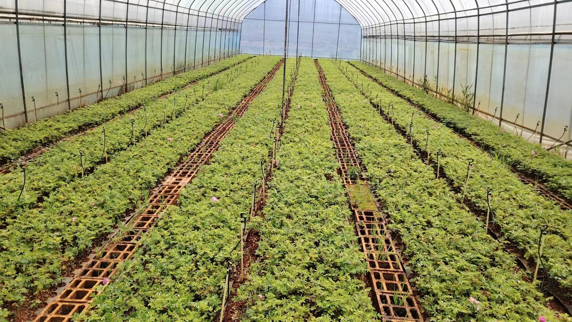 四季玫瑰种植基地