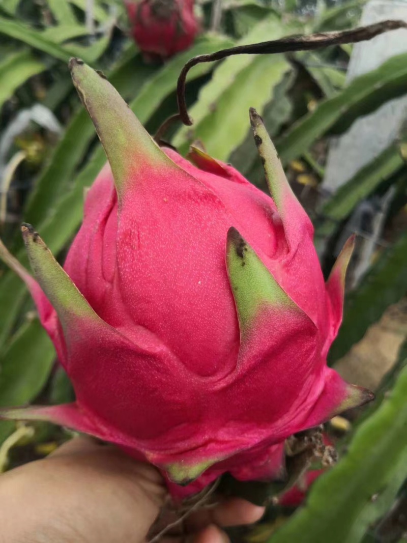 广西精品火龙果大量供应中,货源充足.红皮绿叶含糖量高.