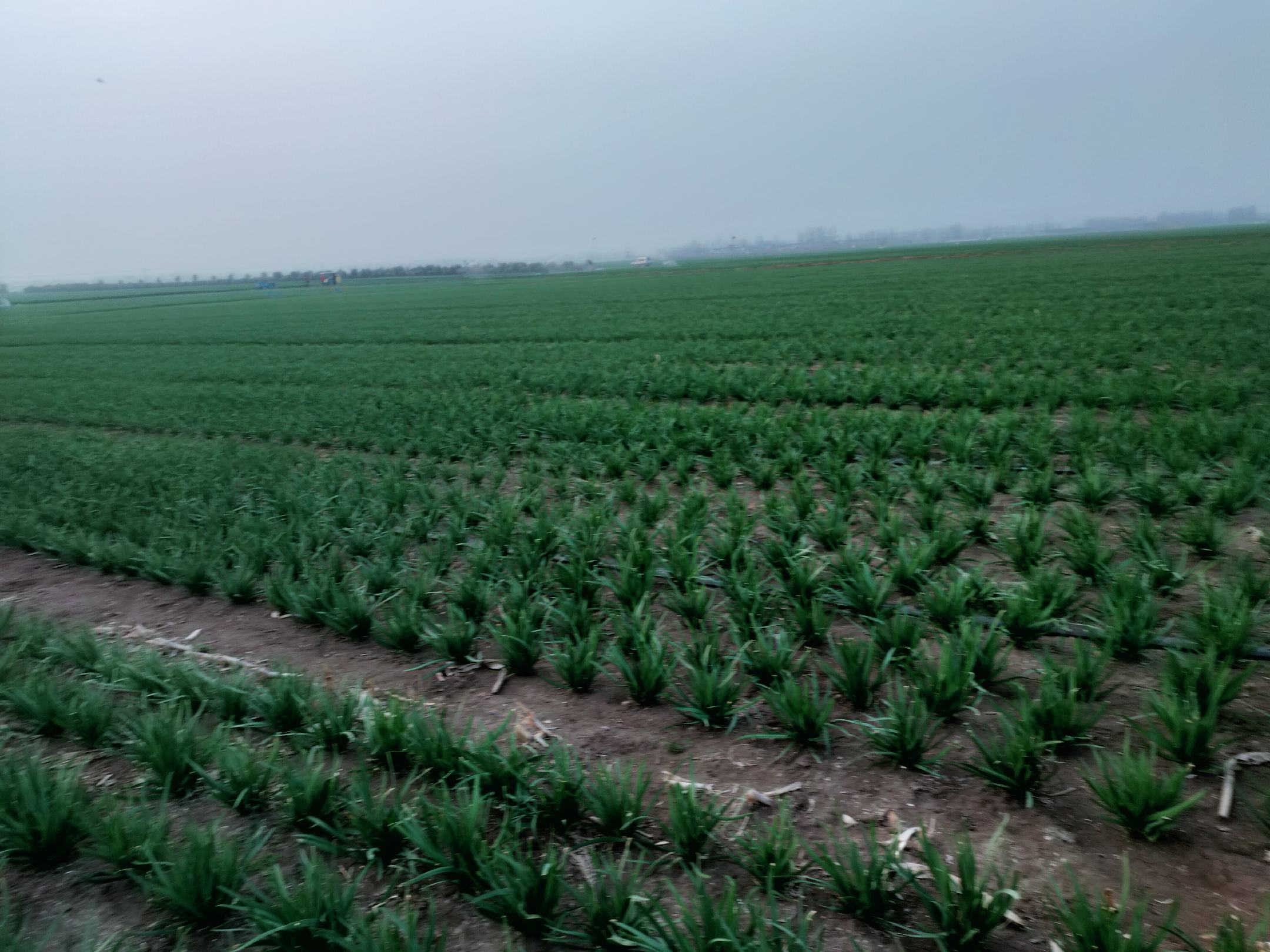 高原红根韭菜特写
