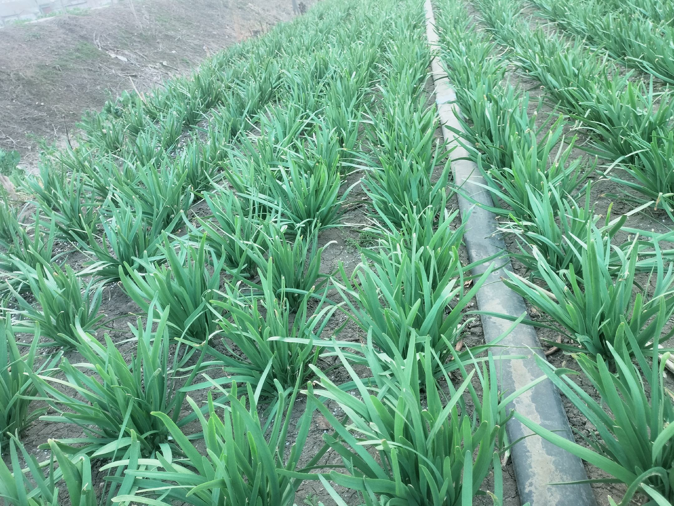 韭菜清洗与处理示意图