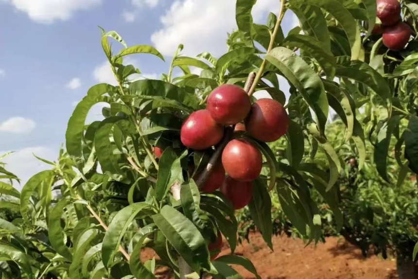 一棵健康的中油金峰油桃树,枝头挂满成熟或接近成熟的油桃,果实圆润饱满,表皮光滑呈鲜艳的红色,阳光照射下有自然光泽,背景为绿色叶片和蓝天,展现果园丰收景象 中油金峰油桃树挂满红润饱满的果实