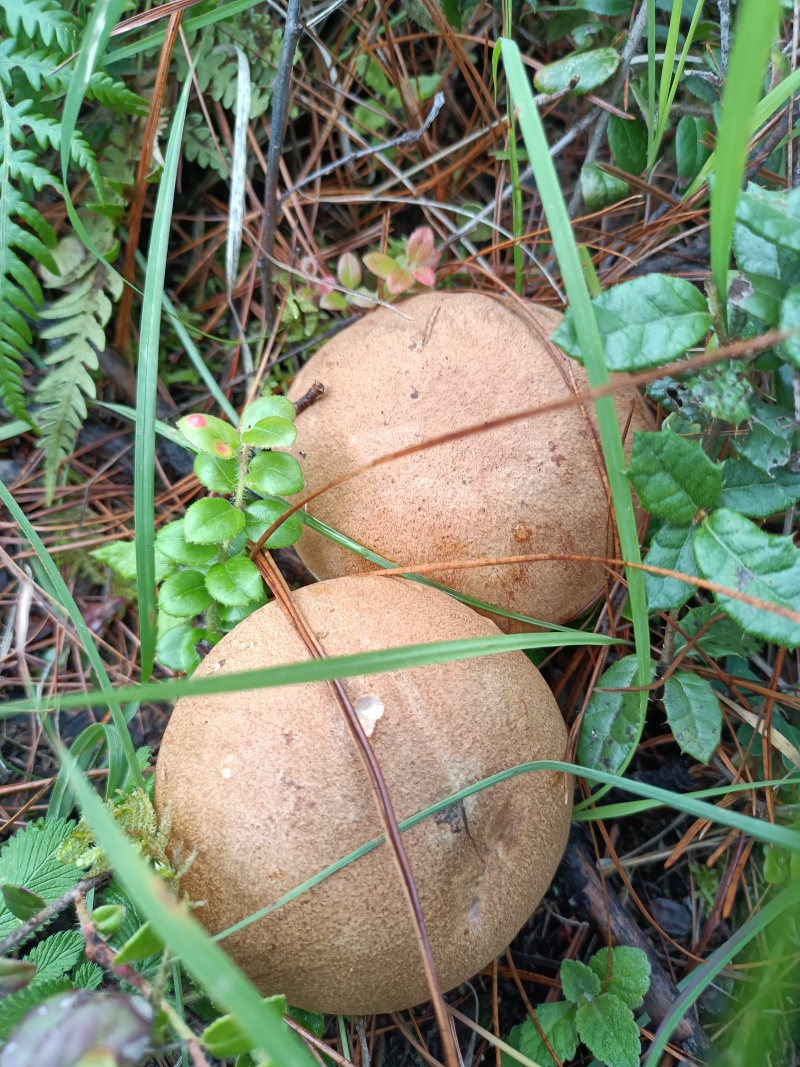 黄牛肝菌