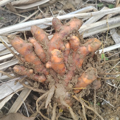 姜黄价格行情_今日姜黄价格多少钱一斤 _ 一亩田