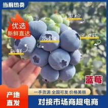 [牛]精品山东蓝莓优瑞卡L25蓝莓H5量大从优质量保证欢迎咨询