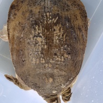 甲鱼