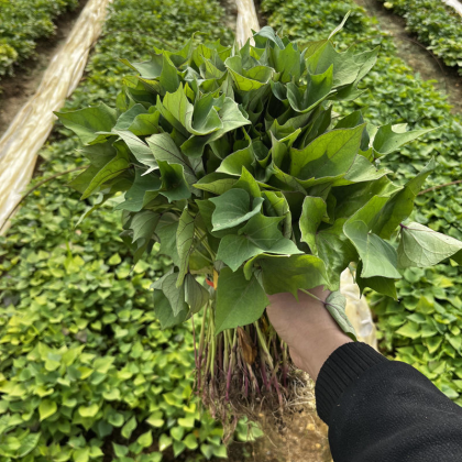 玛莎莉红薯苗价格行情