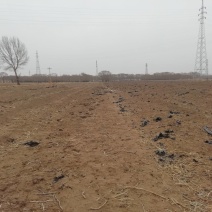 200亩水浇耕地出租，地势平坦，水利设备供应齐全，土力肥
