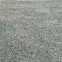草皮