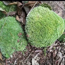 苔藓