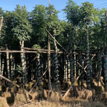 桃花心木基地直销规格齐全欢迎老板前来来电洽谈合作