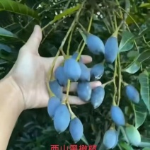 西山黑橄榄