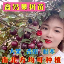 钙过树苗，营养丰富，产量高，好管理，好活，包邮包活，