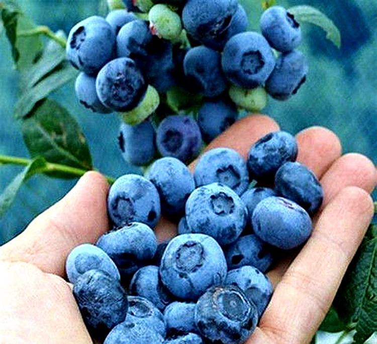 新鲜蓝莓与果霜脱落蓝莓对比图