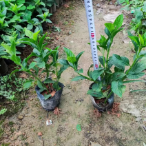 大花芦莉小袋中袋基地直销质量优质欢迎老板来电洽谈合作