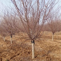 8公分榆叶梅—基地直销，价格优惠，苗圃打号当天装车