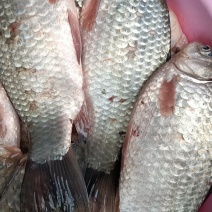 大板鲫鱼