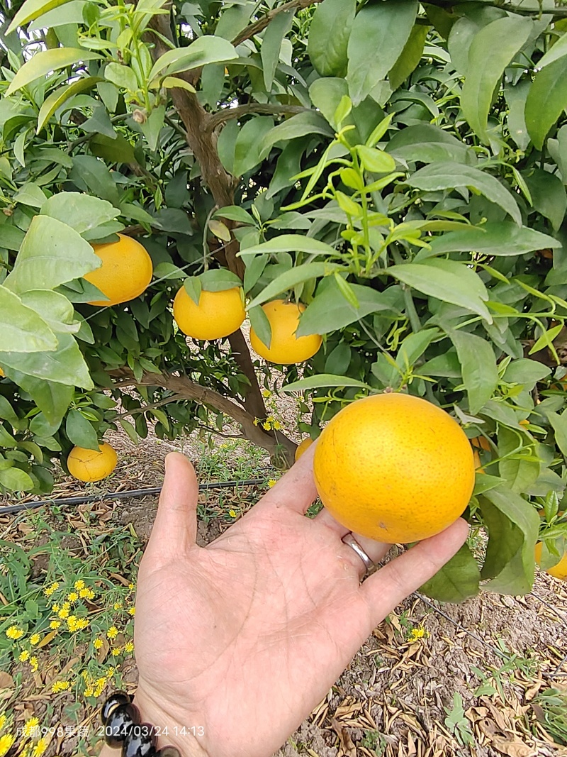 涨跌状态价格(元/斤)品种产地橙子产地热销爱媛橙行情走势爱媛橙品种