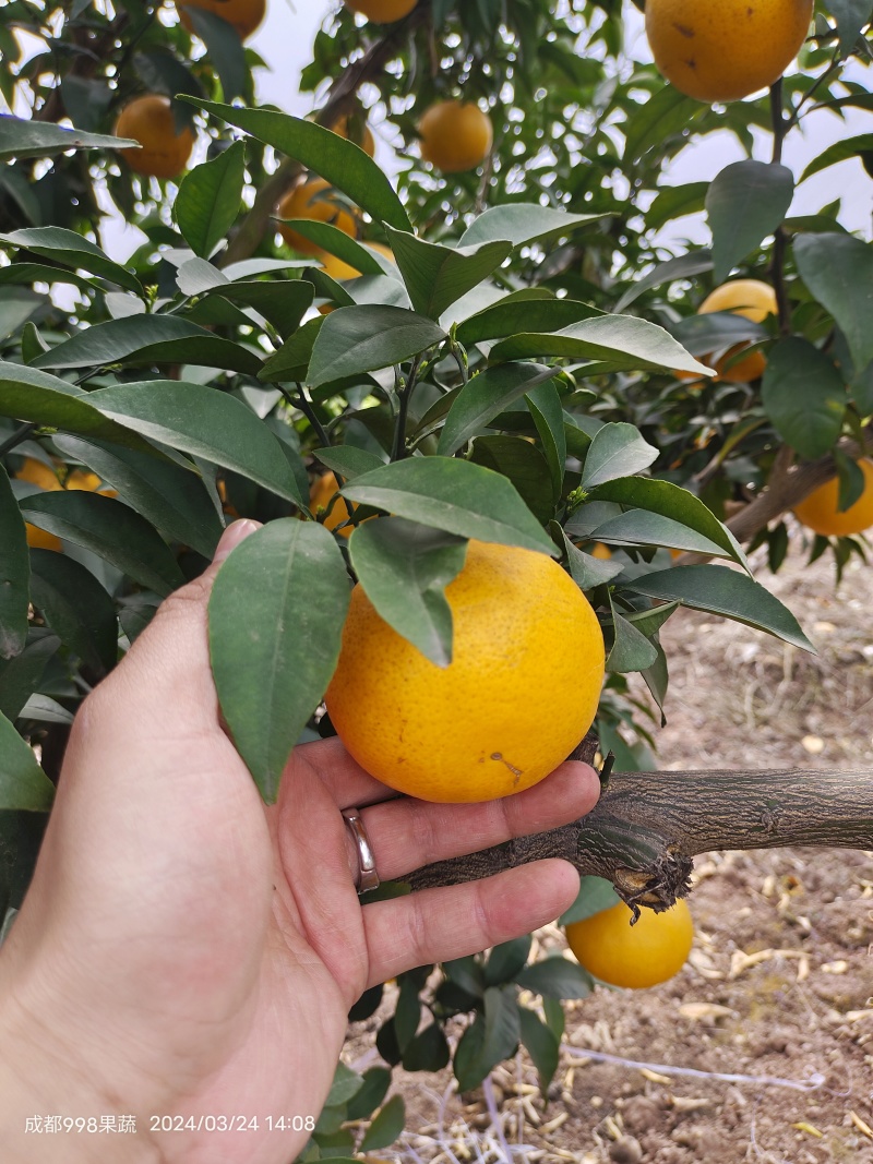 涨跌状态价格(元/斤)品种产地橙子产地热销爱媛橙行情走势爱媛橙品种