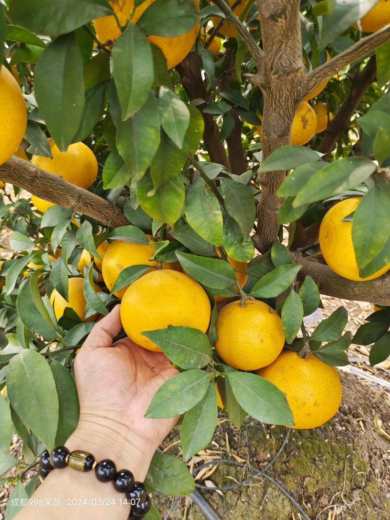 涨跌状态价格(元/斤)品种产地橙子产地热销爱媛橙行情走势爱媛橙品种