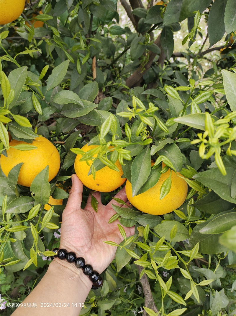 涨跌状态价格(元/斤)品种产地橙子产地热销爱媛橙行情走势爱媛橙品种