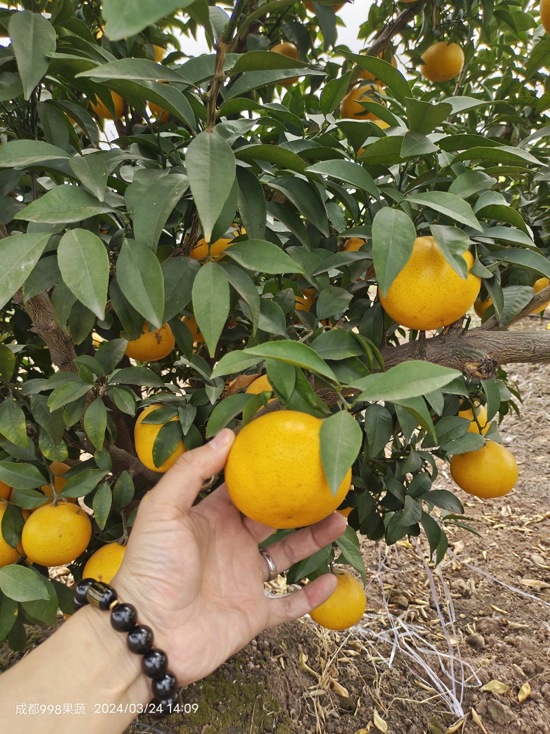 涨跌状态价格(元/斤)品种产地橙子产地热销爱媛橙行情走势爱媛橙品种