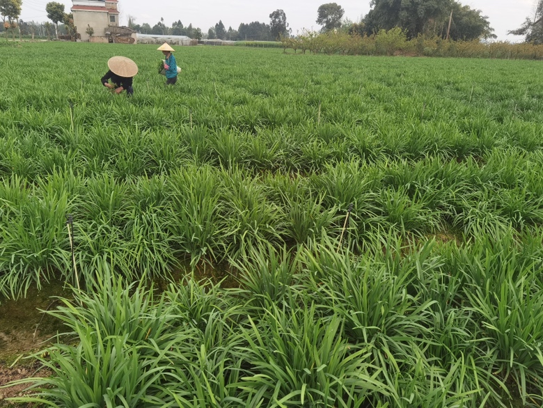 田野里新鲜采摘的绿叶韭菜,叶片翠绿,根茎洁白,品质上乘 新鲜采摘的绿叶韭菜