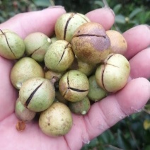 小陈山茶油野生小果