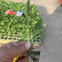 辣椒苗美人椒苗螺丝椒线椒青椒工业辣椒